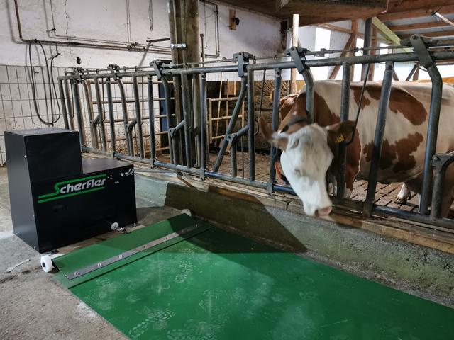 feed-belt